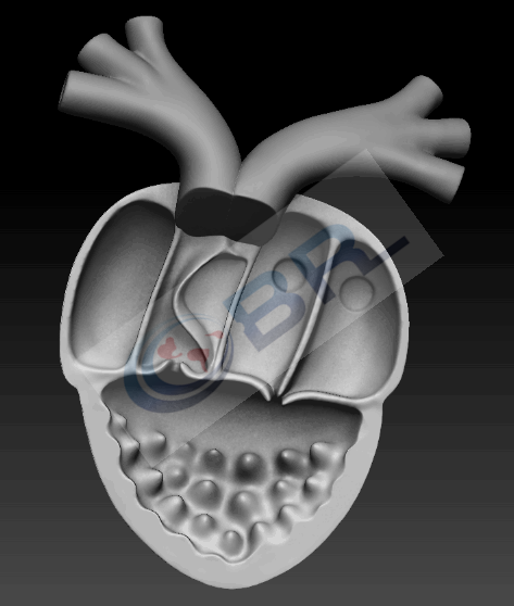 青蛙心脏的内部结构3D模型