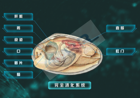 软体动物解剖虚拟仿真实验