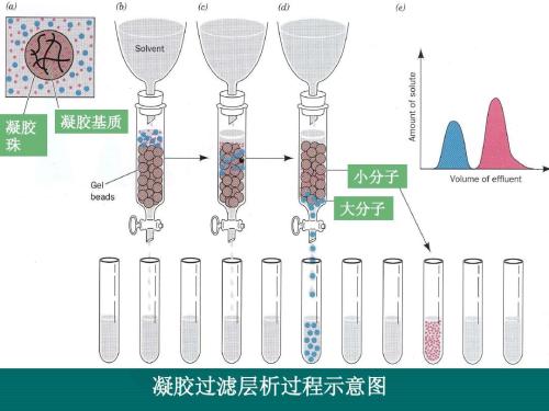 蛋白层析系统虚拟仿真软件